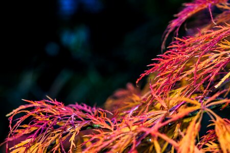 Leaf autumn tree photo