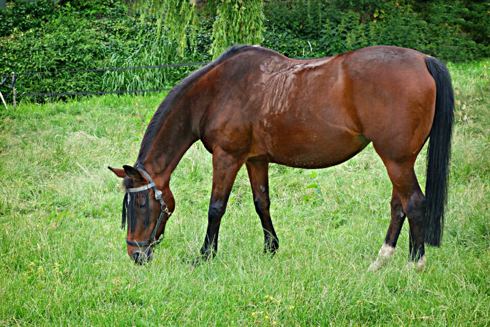 Mammal mane horse head photo