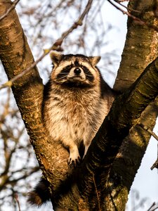 Mammal animal nature