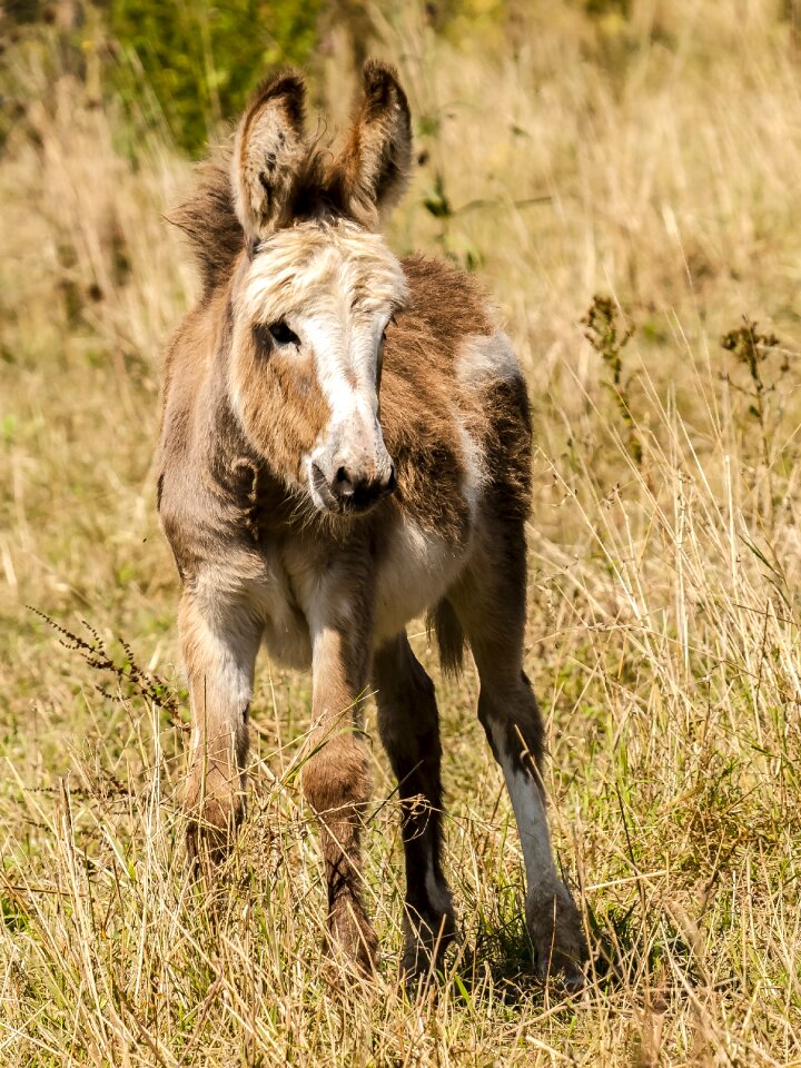 Mammal weidetier nature