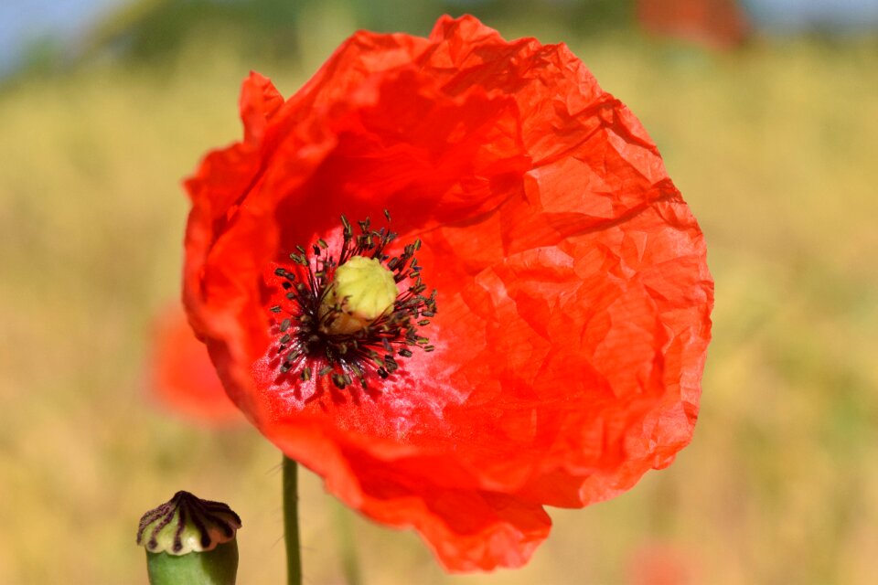 Klatschmohn flower macro