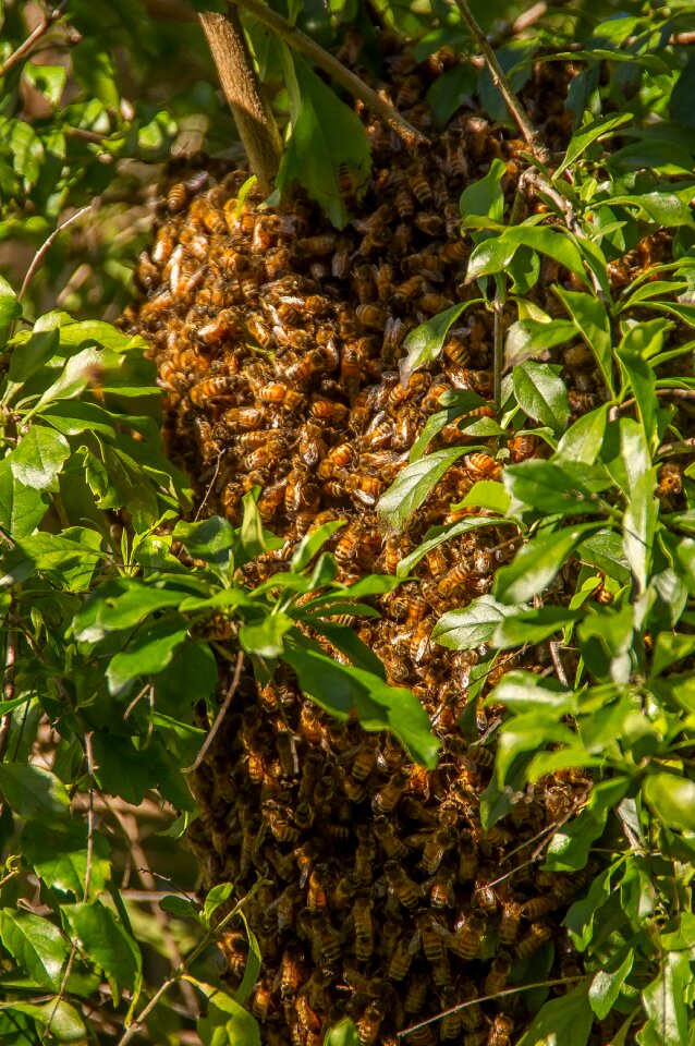 Many nature behaviour