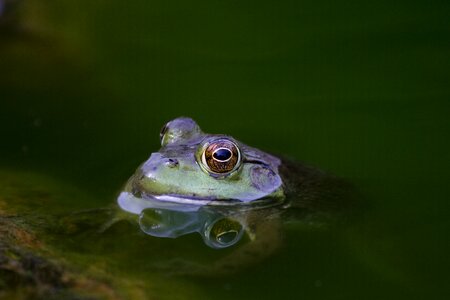 Color eyes frog