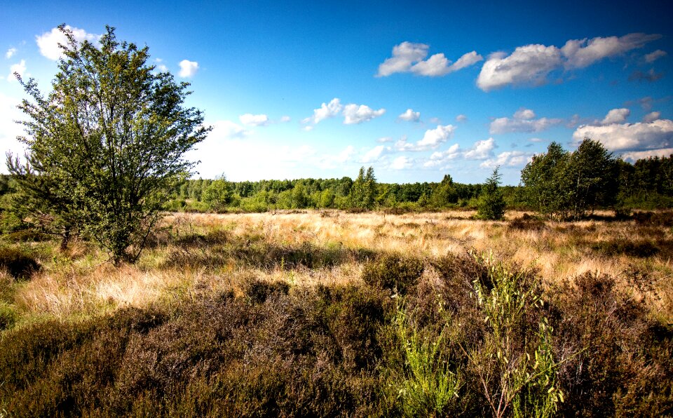 Heather landscape heathland