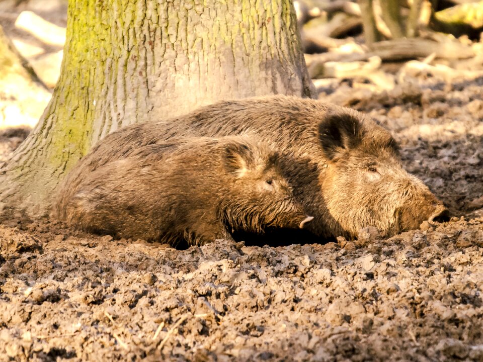 Mammal animal nature