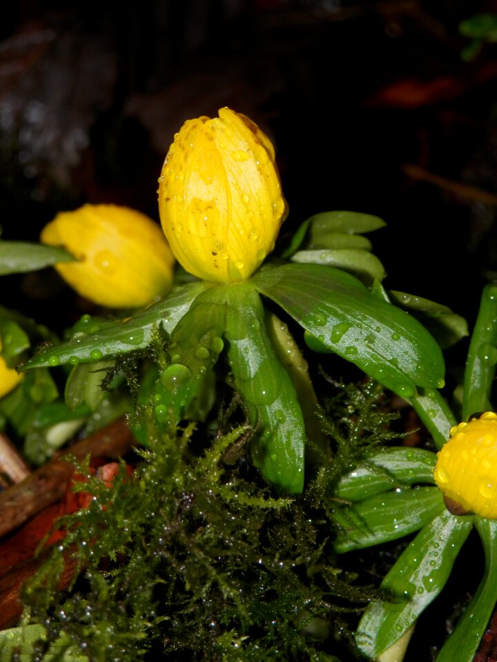 Flower plant water drops