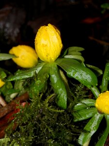 Flower plant water drops