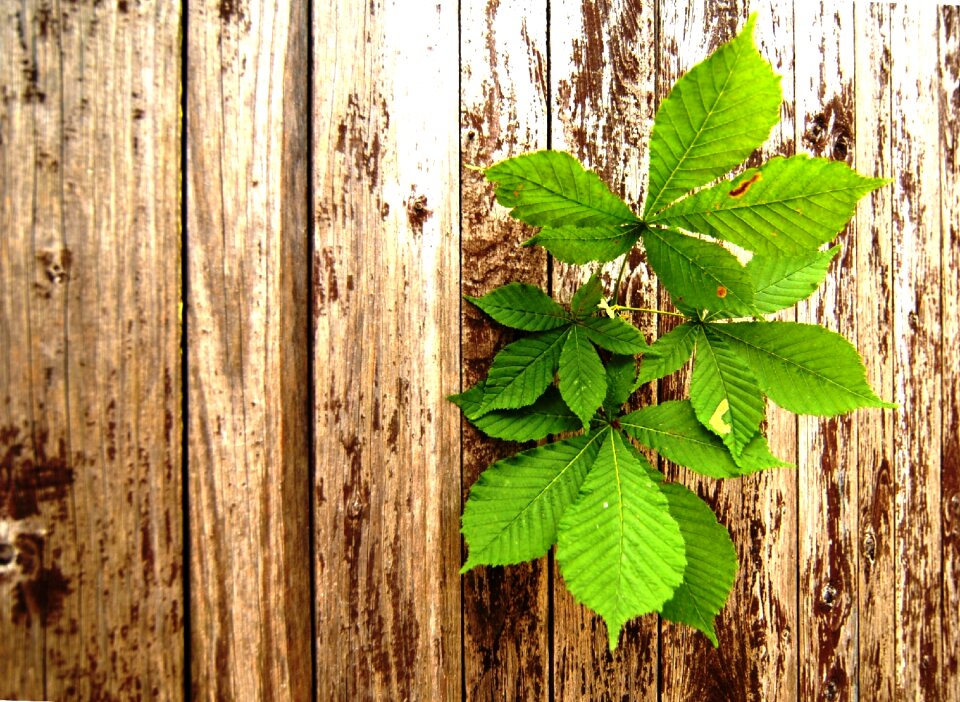 Sheet chestnut still life