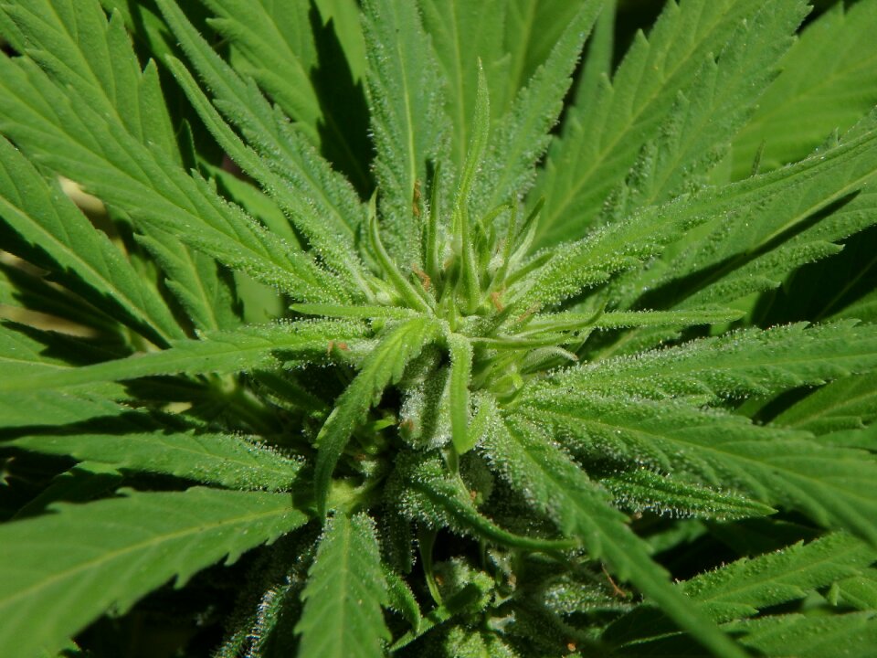 Flower marijuana bud
