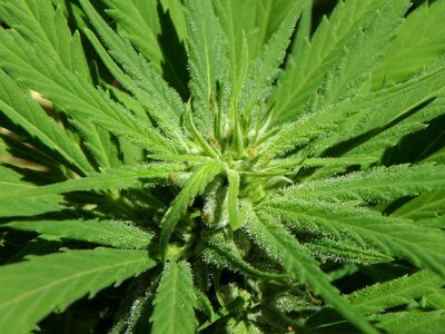 Flower marijuana bud