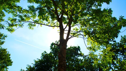 Green nature landscape