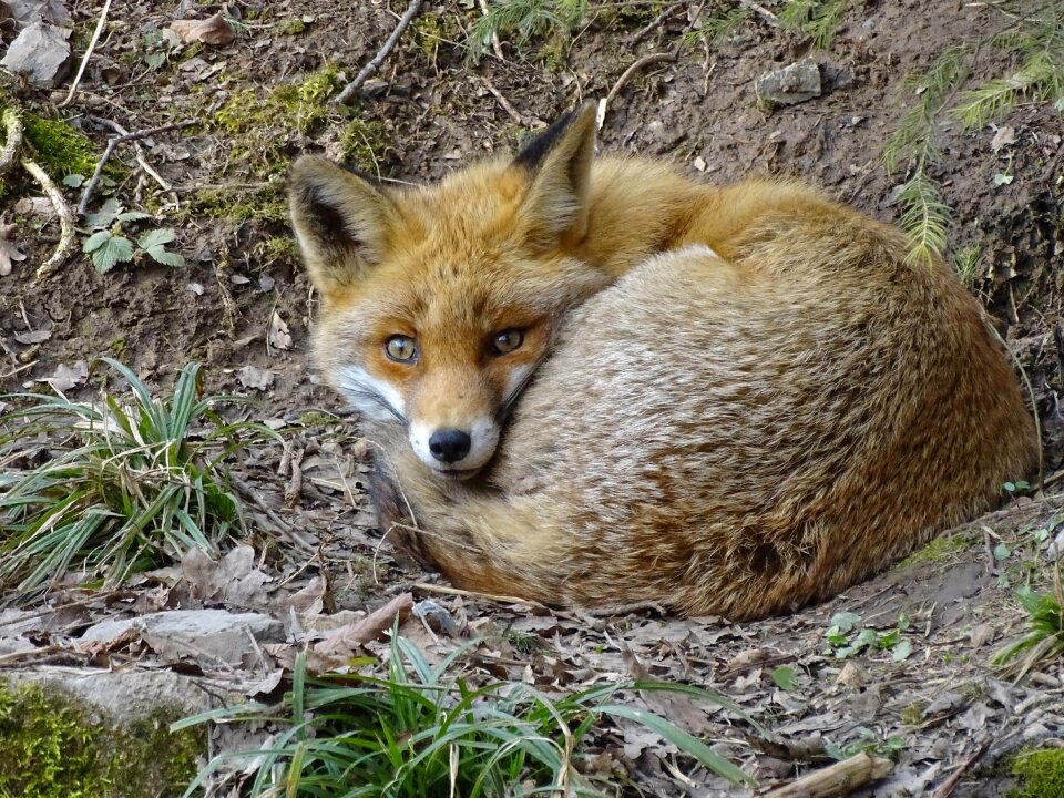 Furry predator nature