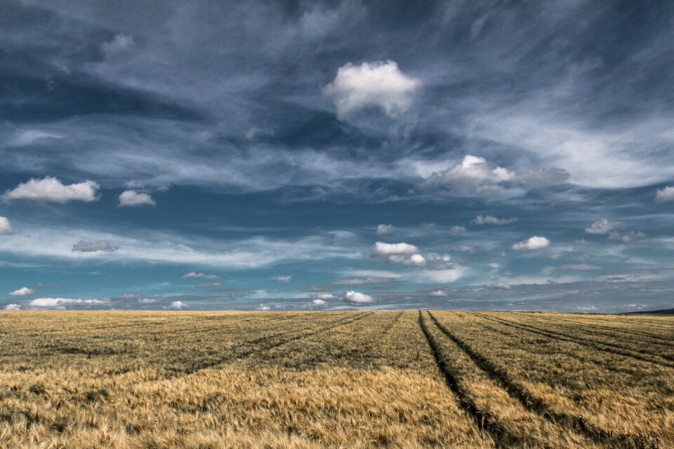 Nature sky wheat