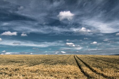 Nature sky wheat photo