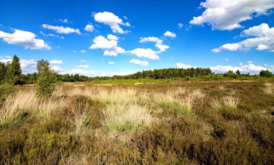 Heather landscape heathland