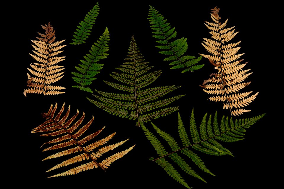 Arrangement foliage design