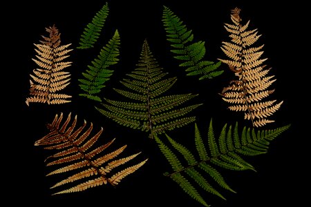Arrangement foliage design