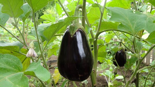 Eggplant plant agriculture