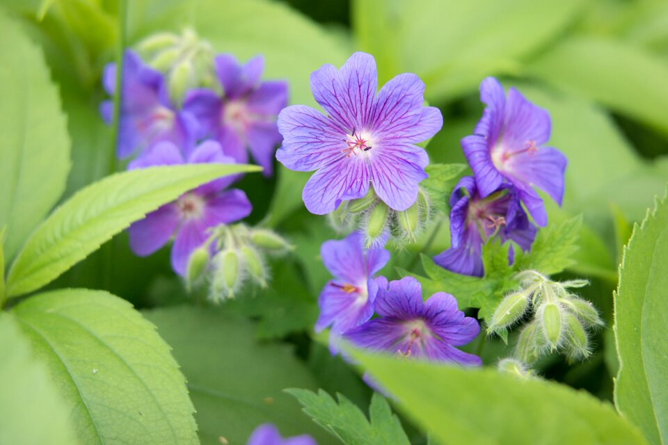 Meadows cranesbill violet blossom