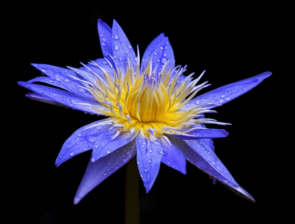 Flower hd wallpaper nature