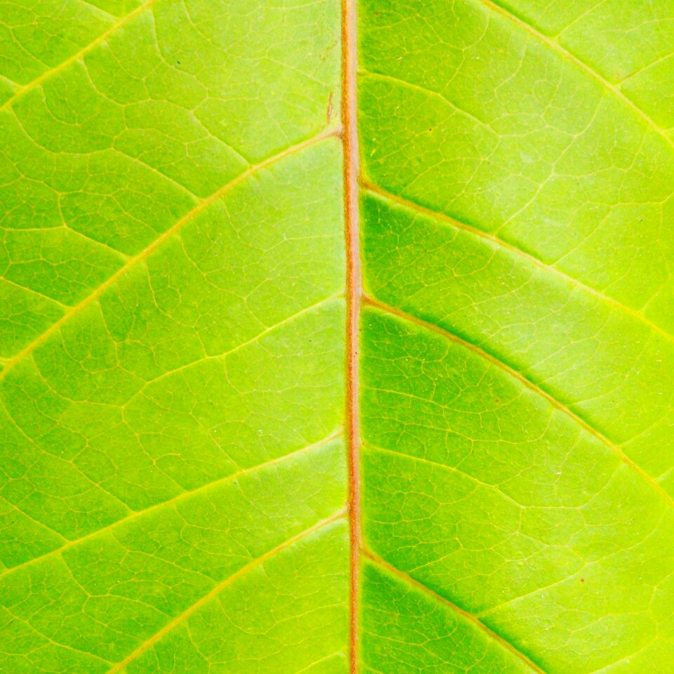 Plant green nature garden