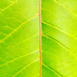 Plant green nature garden