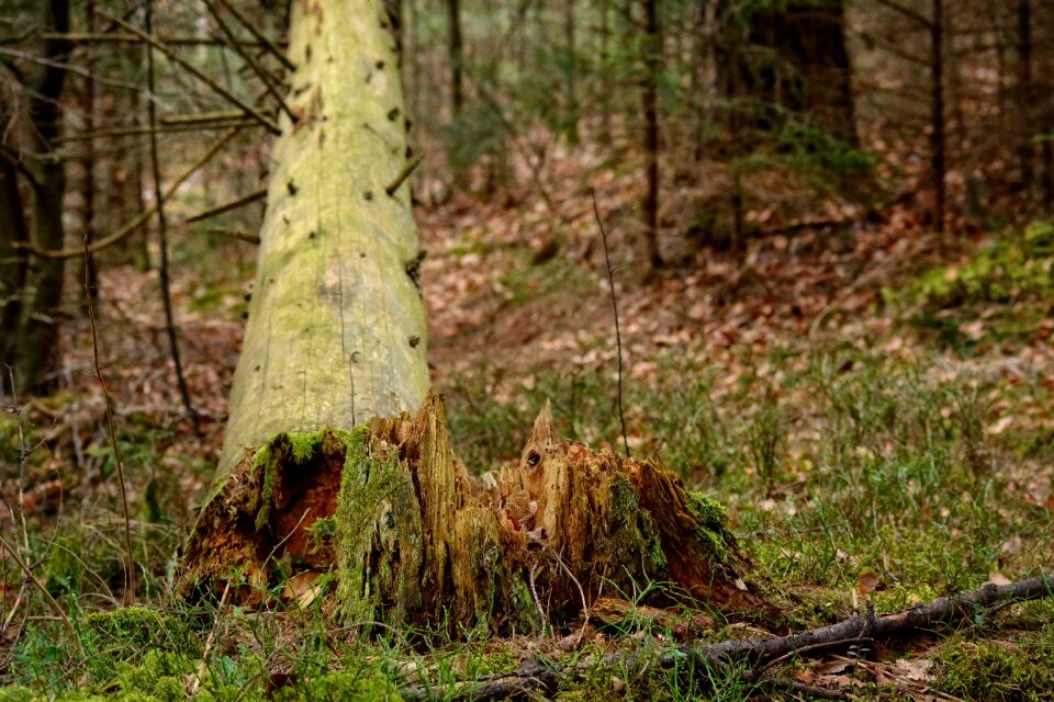 Storm damage forest