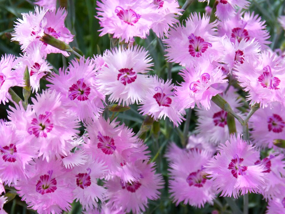 Clavellina flowers beauty