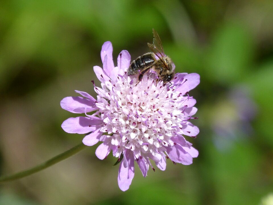 Wild flower detail beauty photo