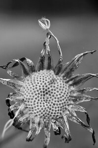Flourished from seeds flying seeds