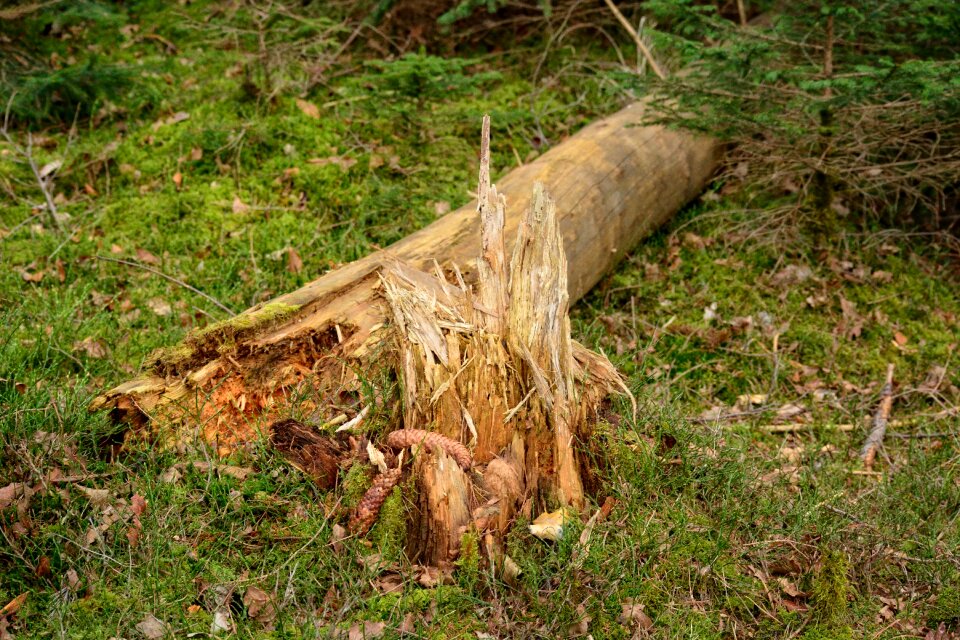 Storm damage forest