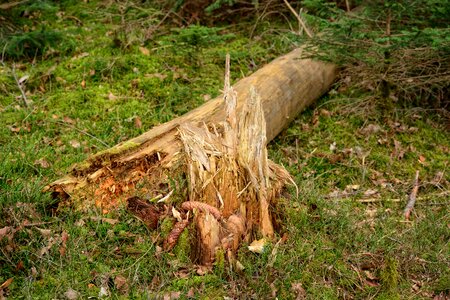 Storm damage forest