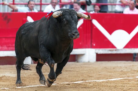 Arenas beaucaire bullfight photo