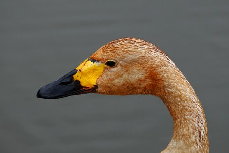 Wild animal natural landscape