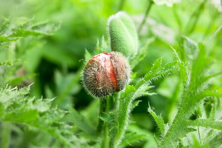 Poppy bud klatschmohn spring