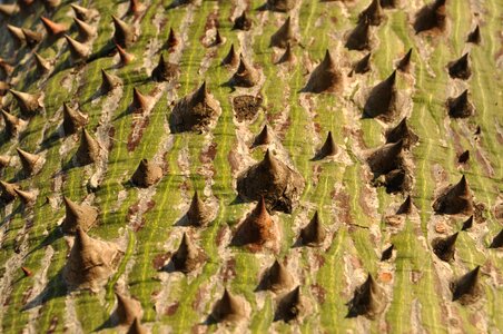 Spur structure tribe