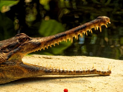 Animal crocodile lizard