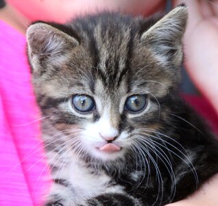 Mieze cute cat tongue