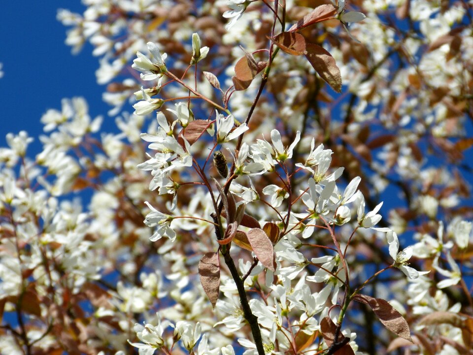 Insect close up pollination