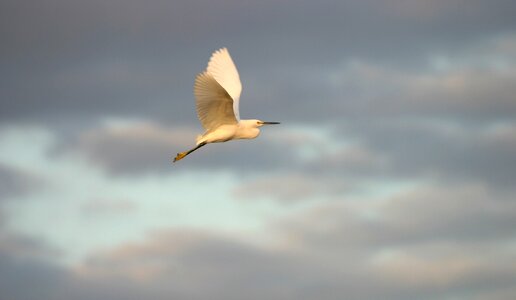 Wildlife flying nature