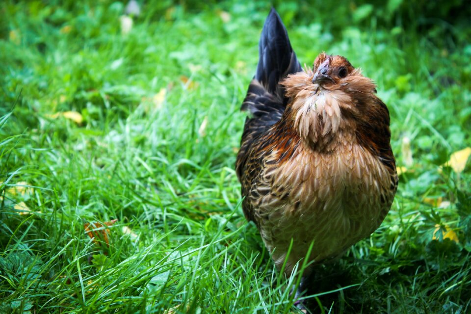 Poultry livestock chickens