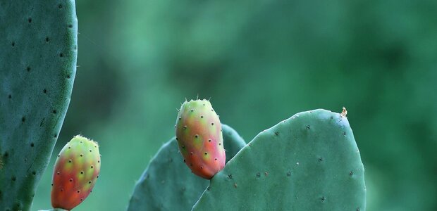 Prickly pear fruit cactus