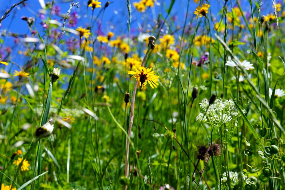 Meadow nature yellow photo