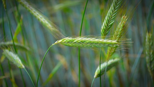 Field plant nature