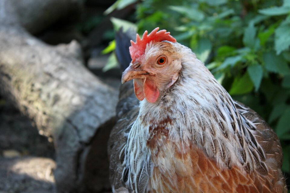 Poultry livestock agriculture