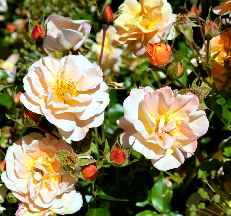 Bloom rose bloom rose blooms
