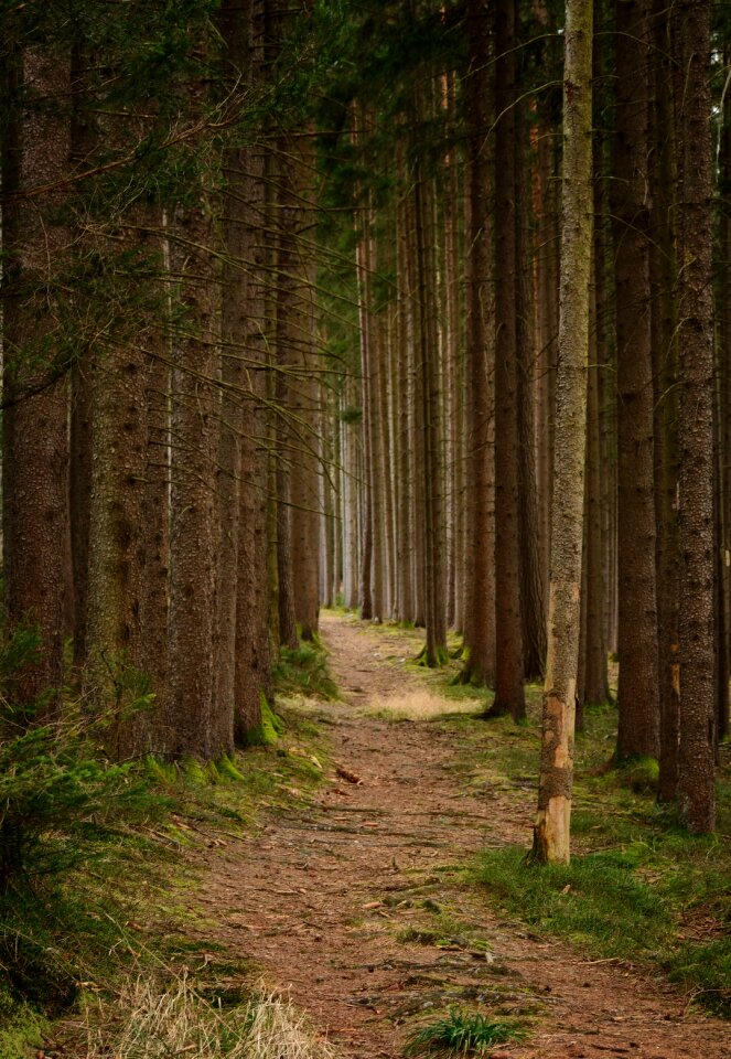 Forest nature migratory path