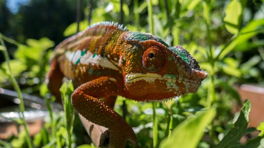 Panther chameleon reptile close up photo
