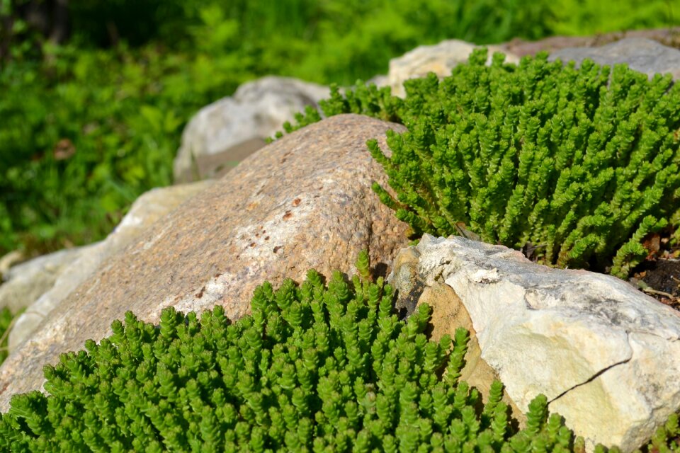 Stones greens alpine slide