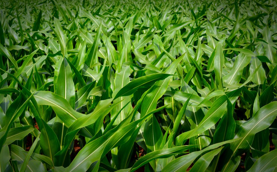 Green nature field photo